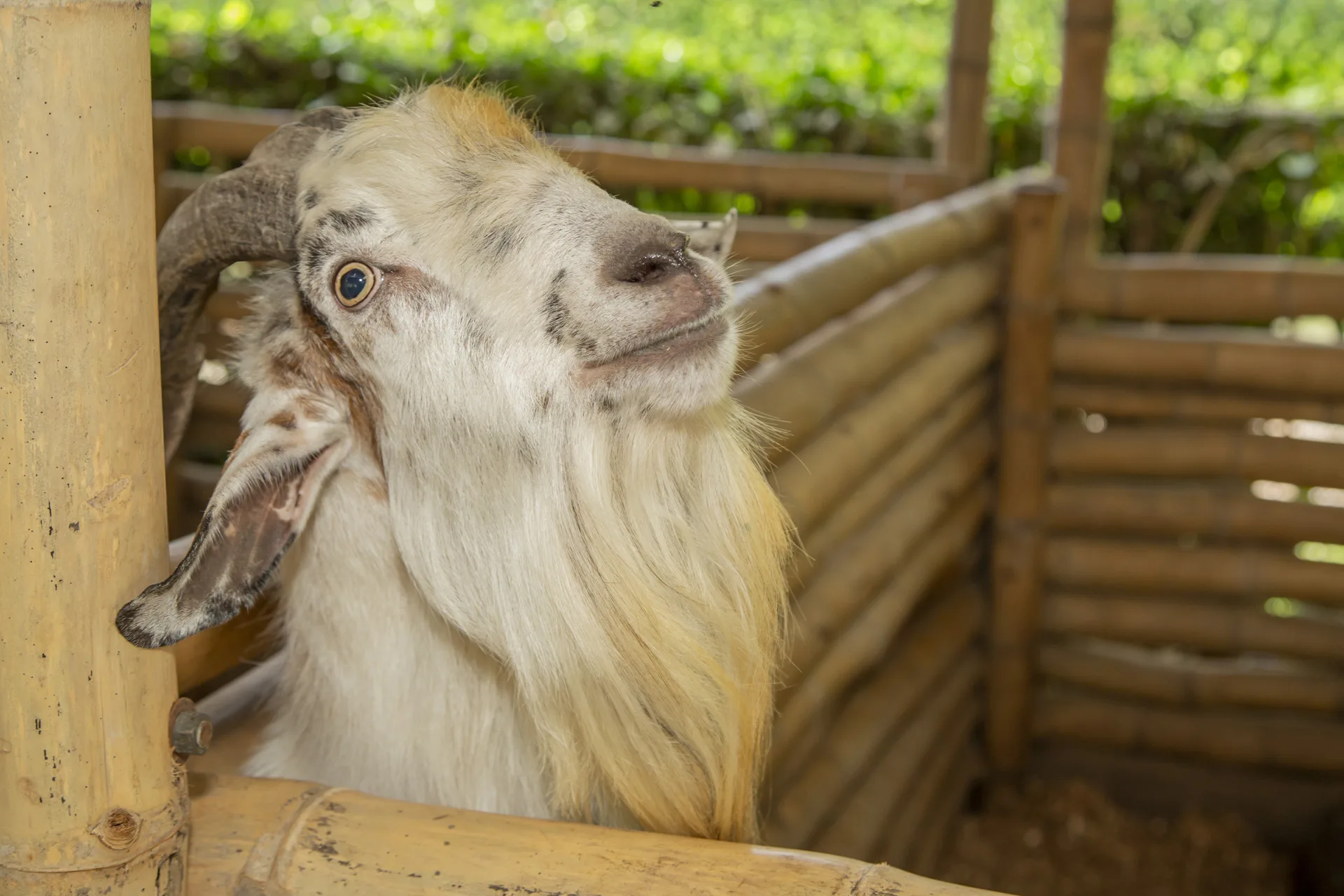 granja_5