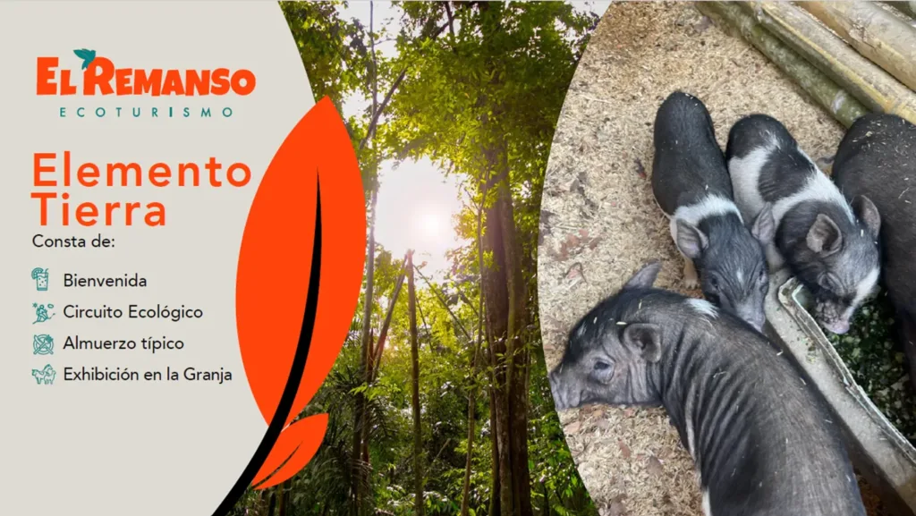 Experiencia de elemento tierra