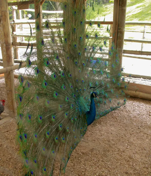 granja_2